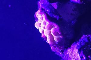 Rainbow Montipora  Thumbnail