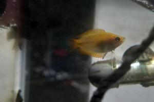 Honey Gourami Thumbnail