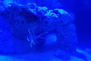 Banggai Cardinal  Thumbnail