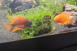 red peacock cichlid Thumbnail