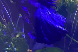 Betta Thumbnail