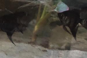 Black angel fish  Thumbnail