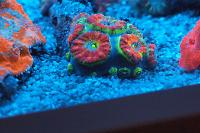 Acan Brain Coral Thumbnail