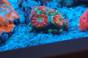 Acan Brain Coral