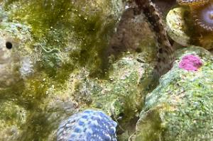 Lawnmower blenny