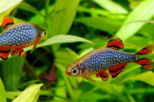 Celestial Pearl Danio Thumbnail