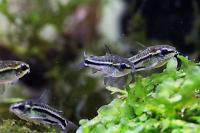 pygmy cory Thumbnail