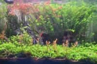 45CM Planted Shrimp Tank on 2023-05-20T14:09:43.220450650Z[GMT]