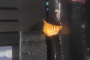 golden Mickey mouse platy Thumbnail