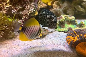 Sailfin Tang Thumbnail