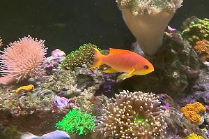 Lyretail wrasse Thumbnail