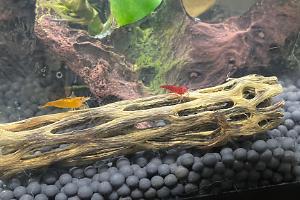 Cherry shrimp Thumbnail