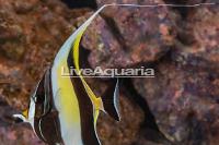 Moorish Idol