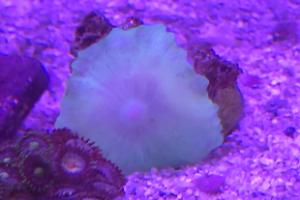 Mushroom coral? Thumbnail