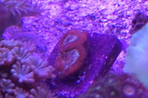 Brain coral Thumbnail