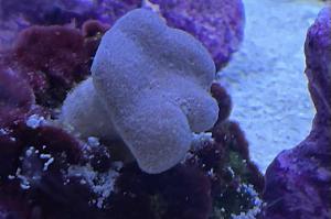 Toadstool Coral Thumbnail