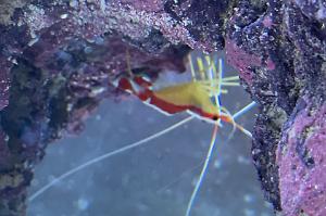 Skunk Cleaner Shrimp Thumbnail