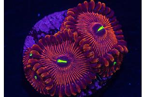 Red People Eater Zoas Thumbnail