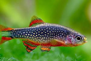 Galaxy Rasbora Thumbnail