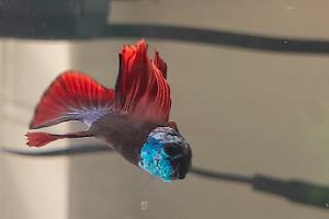 betta Thumbnail