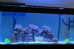 Jess Saltwater Aquarium on 2023-05-26T20:47:44.636025Z[GMT]