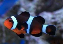 PhotonClownfish