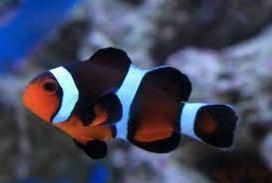 PhotonClownfish