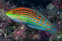 adorned wrasse Thumbnail