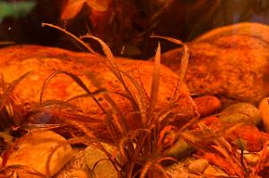 Cryptocoryne spiralis red Thumbnail