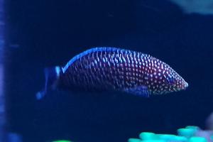 black tail Timor wrasse Thumbnail