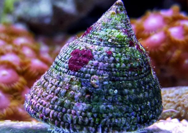 Trochus Snail