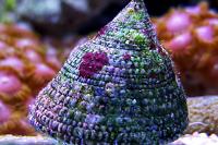 Trochus Snail Thumbnail