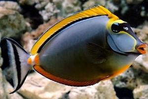 Blonde Naso Tang Thumbnail