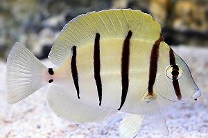 Convict tang Thumbnail