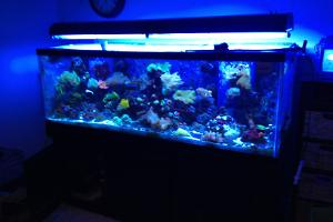 Matt's 180g Mixed Reef Thumbnail