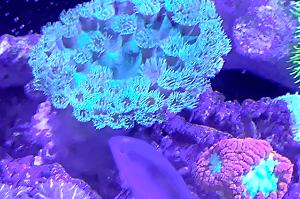 Cup coral  Thumbnail