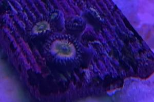 Rainbow Infusion Zoanthids Thumbnail