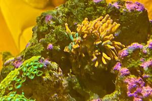 Rose bubble tip anenome  Thumbnail