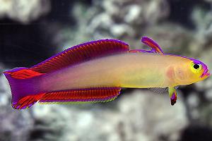 Purple firefish Thumbnail