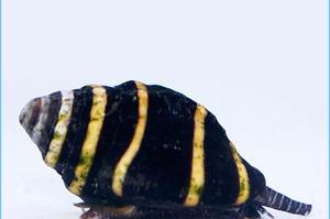 Bumblebee snail Thumbnail