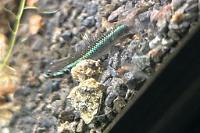 Neon blue river Goby Thumbnail