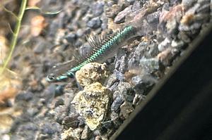 Neon blue river Goby