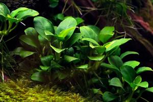 anubias Nana petite  Thumbnail