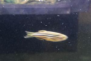 Zebra danio Thumbnail