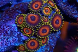 Eagle Eyes Zoas Thumbnail