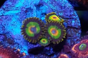 Rasta Zoas Thumbnail