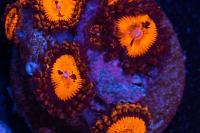 Bloodsucker Zoanthids Thumbnail