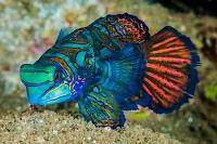 Mandarinfish