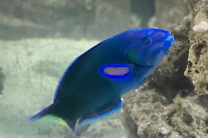 Lunar Wrasse Thumbnail