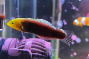 Radiant wrasse Thumbnail